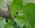 アゲハチョウの幼虫