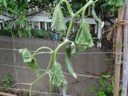 また きゅうりが枯れる 畑日記