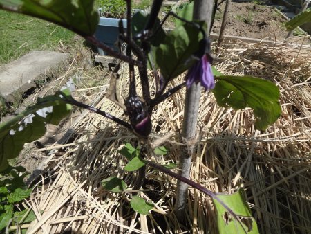 ナスの本支柱と一番果 畑日記