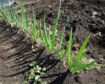 庭から移植の九条ネギ