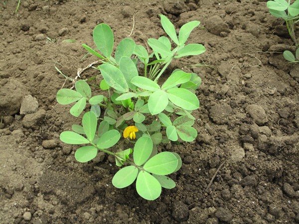 落花生の開花とマルチ剥がし