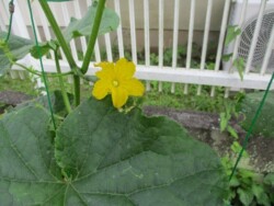 きゅうりの花