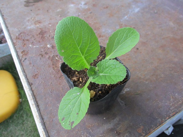 白菜の定植とホウレン草の播種