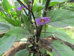 6月11日なす開花