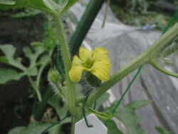 スイカの花