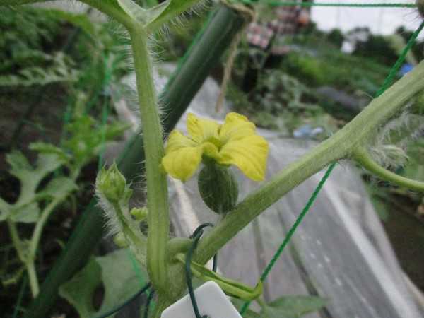 スイカの花と人工授粉