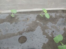 枝豆
