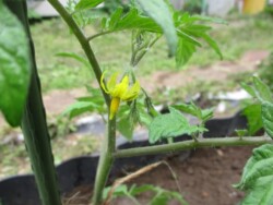 トマト開花