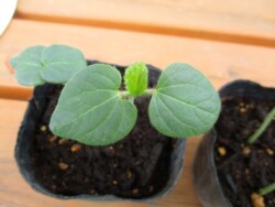 おくら本葉2.5枚