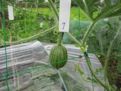 7日に受粉