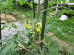 トマトの花