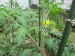 トマトの花