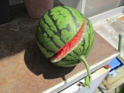 割れたスイカ