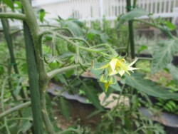 トマトの花