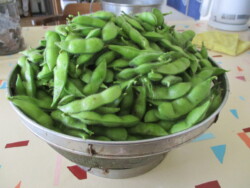 枝豆収穫