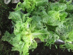 10月27日 白菜の虫食い状態