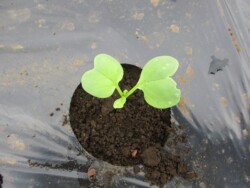 9月27日 大根間引き