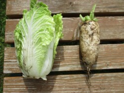 ミニ白菜と大根の収穫