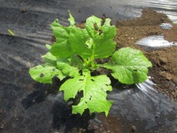 定植10日後 白菜の虫食い状態