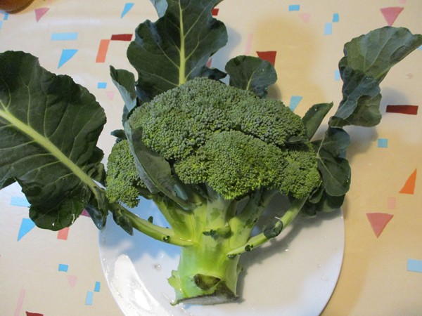 今シーズン初ブロッコリー収穫