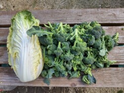 25年度植付野菜最後の収穫