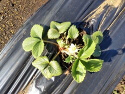 開花しているものもあるイチゴ
