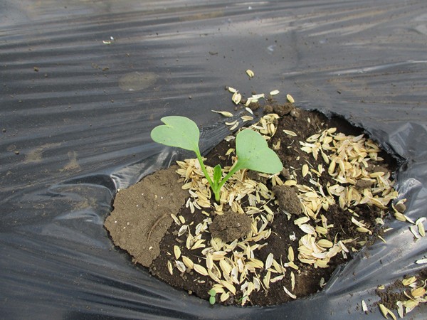 春大根の間引き