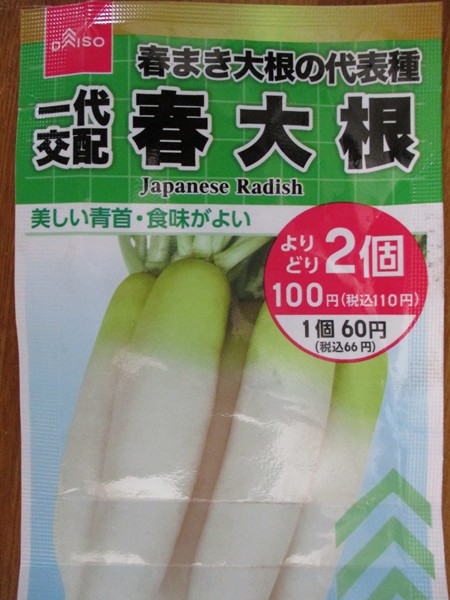 半月遅れの春大根の播種