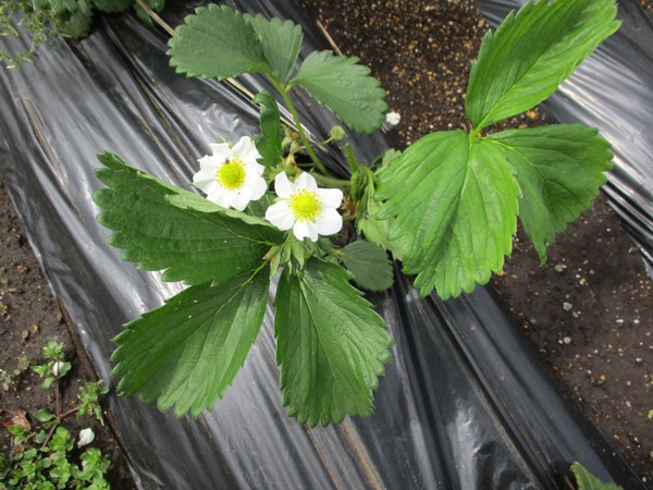 今年も苺は豊作か?