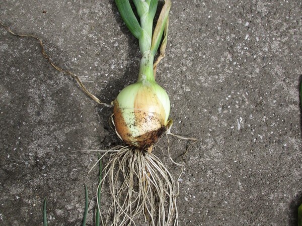 玉葱収穫に異変